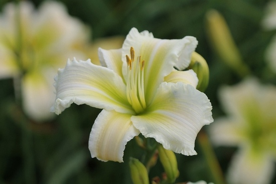 SONYA'S SEEDLING 8 - photo by Marlene Harmon